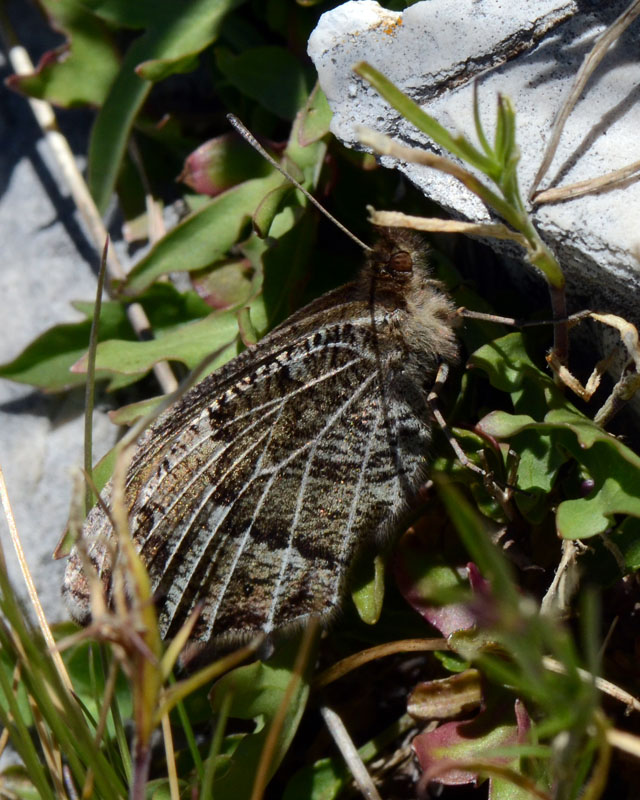 Erebia montana ?